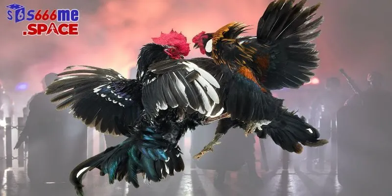 Đá gà cựa dao mang đến những trải nghiệm kịch tính không thể nào quên