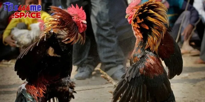 Đá gà cựa dao tồn tại nhiều nguy hiểm khôn lường