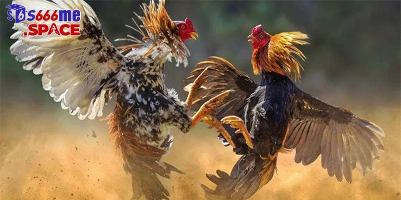 Đá gà cựa dao tại S666 có đa dạng các phong cách thi đấu khác nhau