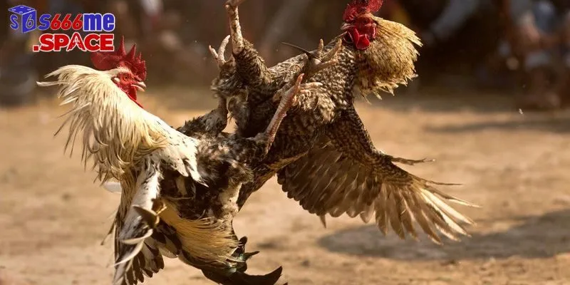 Với sức hấp dẫn khó cưỡng, đá gà cựa dao hứa hẹn sẽ ngày một phát triển