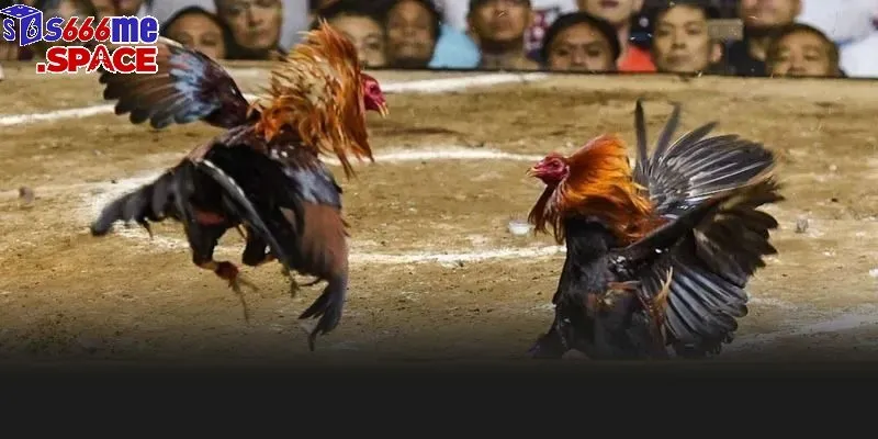 Phân tích chiến kê và quản lý tiền cược hợp lý giúp bạn gia tăng cơ hội thắng