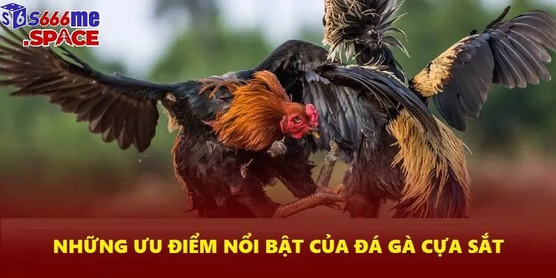 Nhanh chóng và kịch tính là điểm thu hút người chơi của môn thể thao này