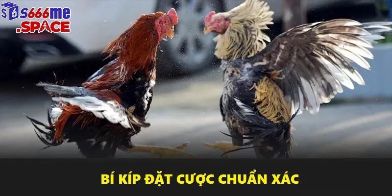 Tối ưu vốn cược là chìa khóa dẫn đến thành công