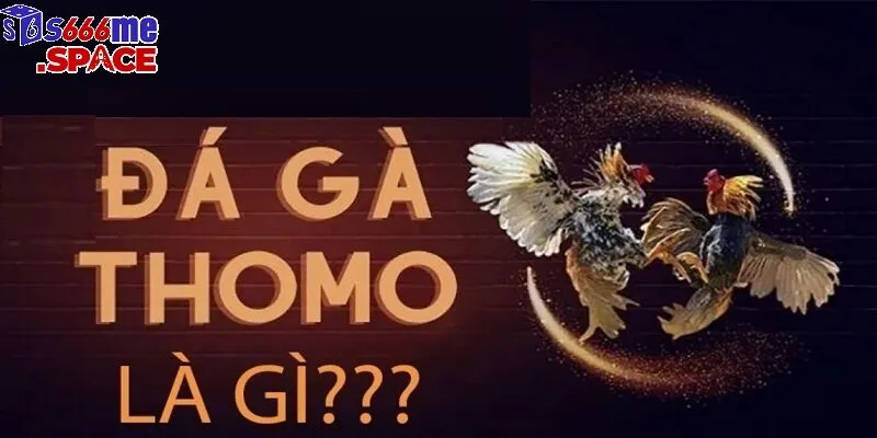 Đá gà Thomo là một môn thể thao thu hút hàng ngàn người chơi mỗi ngày