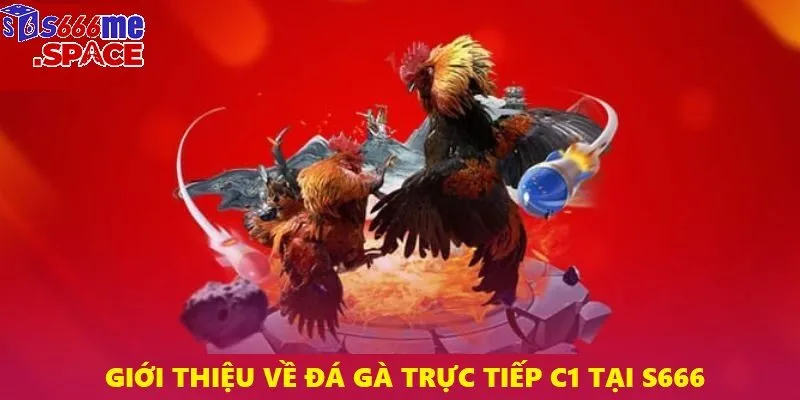 Đá gà trực tiếp C1 là sảnh cược gà chọi nổi tiếng nhất trong năm 2025